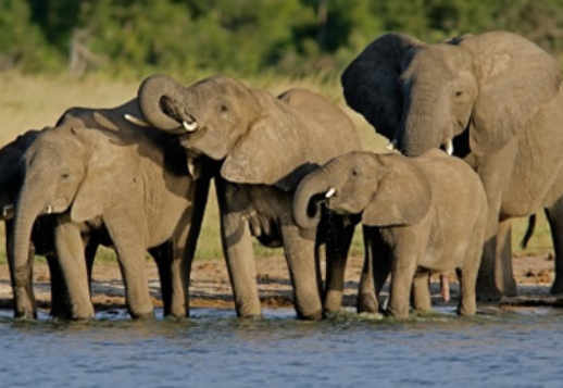 Aafrika elevandid