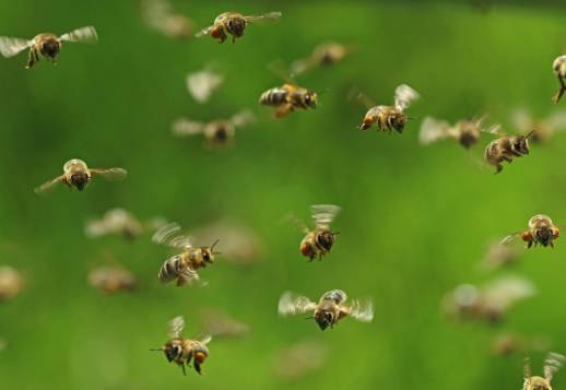 Mesilased sumisevad